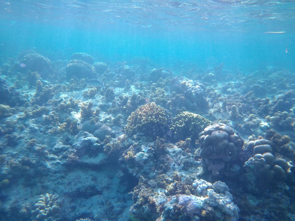 Snorkeling 2