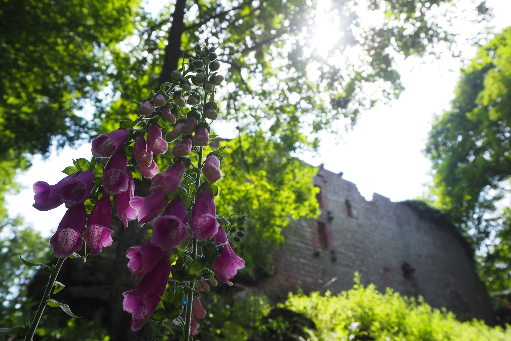 Château de l'Œdenbourg