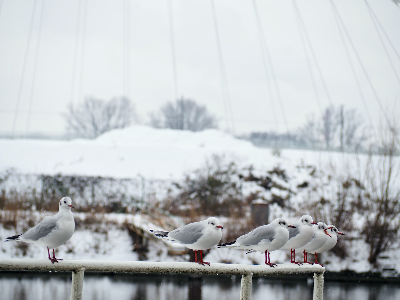 Strasbourg sous la neige