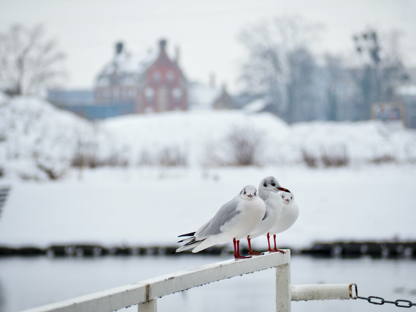 Strasbourg sous la neige