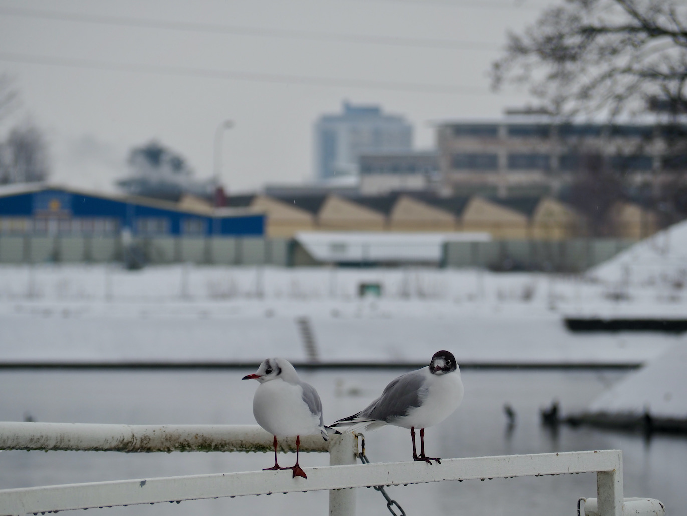 Strasbourg sous la neige