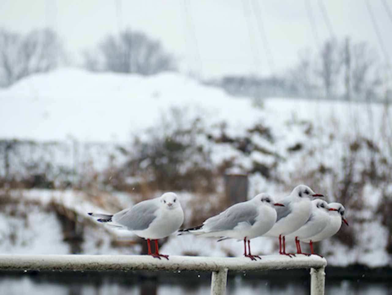 Mouettes des neiges